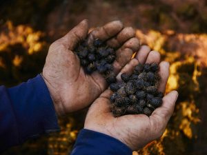 most expensive coffee in the world